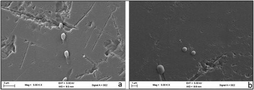 Figure 3. SEM images showing immobilization of D9 (a) and V2 (b) onto amberlite.