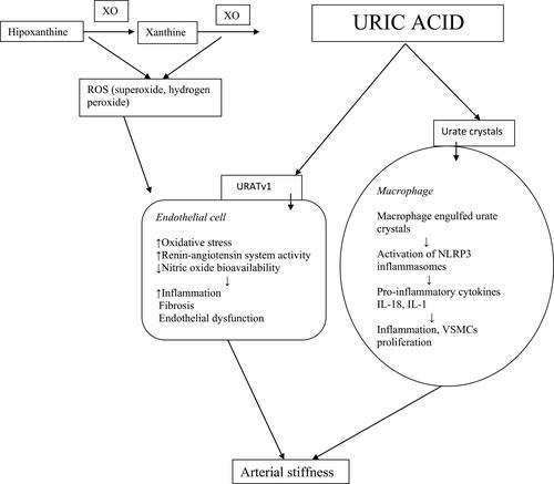 Figure 1 Mechanisms involved in uric acid induced arterial stiffness. XO, xanthine oxidase; ROS, reactive oxygen species; URATv1, voltage- driven urate efflux transporter 1; NLRP3,nod-like receptor family protein 3; VSMCs, vascular smooth muscle cells.