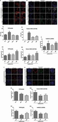 Figure 12. The MSA-related proteins TPPP/p25A and SNCA are mainly degraded via the autophagy-lysosome pathway in murine primary oligodendroglial cultures, under physiological and pathological conditions. Mouse primary oligodendroglial cultures were incubated with PBS (as control) or HsSNCA PFFs for 24 h followed by their treatment with lysosomal or proteasomal inhibitors for another 48 h. (A-B) Representative confocal microscopy images depicting the protein levels of TPPP/p25A (red) upon total lysosomal (NH4Cl, 20 mM), macroautophagic (3 MA, 10 mM) or proteasomal (epox, 15 nM) inhibition (for 48 h) in the absence (A) or presence (B) of 1 μg/ml HsSNCA PFFs for a total of 72 h. The recruited endogenous rodent SNCA (green, D37A6 antibody) and the exogenously added HsSNCA PFFs (gray, LB509 antibody) also seem to be preferentially degraded via the autophagy-lysosome pathway under pathological (B, PFFs-treated) conditions. DAPI staining is used as a nuclear marker. Scale bar: 25 μm. (C) Quantification of TPPP/p25A (Ci, Cii), rodent SNCA (Di, Dii) and human SNCA (E) protein levels in primary oligodendrocytes, measured as μm2/cell following treatment with PBS, as control, or with 1 μg/ml HsSNCA PFFs and in the presence or absence of pharmacological inhibitors (NH4Cl, 3 MA or epox) for a total of 72 h. Data are expressed as the mean ± SE of three independent experiments with duplicate samples/condition within each experiment; *p < 0.05; **p < 0.01; ***p < 0.001, by one-way ANOVA with Tukey’s post hoc test. (F-G) Representative immunofluorescence images of TPPP/p25A (red), rodent SNCA (green, D37A6 antibody) and HsSNCA (gray, LB509 antibody) protein levels upon treatment of mouse oligodendrocytes with AR7 (40 μΜ) or rap (1 μΜ) for 48 h, which were added to cells 24 h following addition of PBS, as control, (F) or 1 μg/ml HsSNCA PFFs (G). DAPI is used as a nuclear marker. Scale bar: 25 μm. (H) Quantification of TPPP/p25A (Hi, Hii), rodent SNCA (Hiii) and human SNCA (Hiv) protein levels in primary oligodendrocytes, measured as μm2/cell when cells were treated with PBS, as control, or with 1 μg/ml HsSNCA PFFs for 24 h, followed by addition of CMA or macroautophagy enhancers for an additional 48 h treatment. Data are expressed as the mean ± SE of three independent experiments with duplicate samples/condition within each experiment; *p < 0.05; **p < 0.01; ***p < 0.001, by one-way ANOVA with Tukey’s post hoc test.