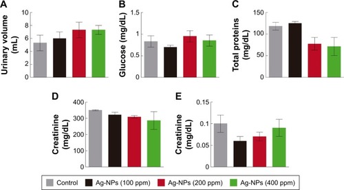 Figure 7 Parameters of renal function of Wistar rats treated with Ag-NPs.Notes: Test was performed for different concentrations of Ag-NPs (100, 200, and 400 ppm), and different parameters of renal function are measured: (A) urinary volume, (B) urinary glucose concentration, (C) urinary total proteins concentration, (D) urinary creatinine concentration, and (E) blood plasma creatinine concentration. The mean values are expressed (±SEM).Abbreviations: Ag-NPs, silver nanoparticles; SEM, standard error of the mean.