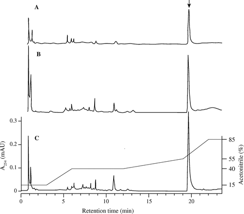 Fig. 2. HPLC profiles of extracts from the culture broth of goadsporin-producing strains.Note: (A) Streptomyces sp. TP-A0584 wild-type strain. (B) Strain TP-A0584 (pGSBC1), harboring a duplicate set of goadsporin biosynthetic gene clusters in the genome. C, Strain TP-A0584 (pGSBC1 and pTYM1-GSBC) harboring a triplicate set of goadsporin biosynthetic gene clusters in the genome. The arrow in A corresponds to goadsporin. Sample preparation and HPLC conditions are described in “Materials and Methods.” Peaks were detected at 254 nm, the chromatographs were drawn to the same scale, and the gradient diagram is shown on the right-hand scale.