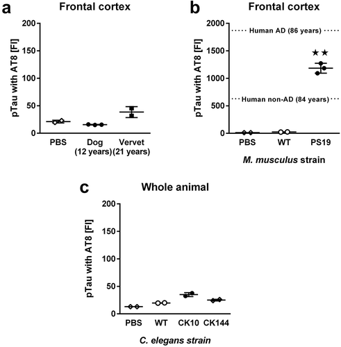 Figure 2. Quantification of pTau using the AT8 antibody. (a) FI signals for pTau in RIPA-soluble extracts from frontal cortex in 12-year old dogs (n = 3) and 21-year old vervets (n = 2). (b) FI signals for pTau in RIPA-soluble extracts from frontal cortex in 21-month old wild-type (WT, n = 2) and PS19 mice (n = 3). (c) FI signals for pTau in RIPA-soluble extracts from whole-body worm pellets in WT, CK10 and CK144 worms (each n = 2). As a reference guide, we show averages from previously published [Citation4] findings in AD frontal cortex samples (dashed lines) in panel B. Samples were analyzed with ANOVA followed by post hoc pairwise comparisons. All data are presented as mean ± SEM. ★★ p < 0.01 for post hoc pairwise comparisons.