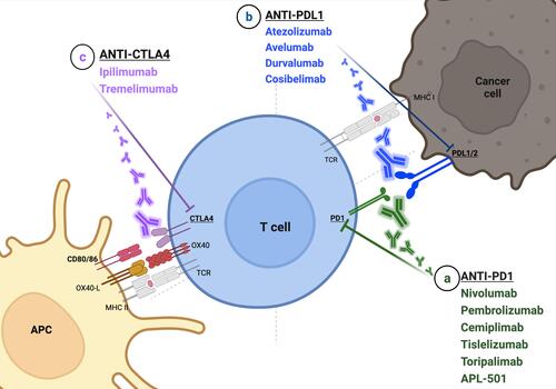 Figure 1 The key role of immune checkpoint blockade in metastatic urothelial cancer. The interaction between PD-1, exposed on the surface of T lymphocytes, and PD-L1 or 2, presented by tumor cells, can be inhibited by both (a) antibody anti-PD-1 (eg nivolumab, pembrolizumab, cemiplimab, tislelizumab, toripalimab, APL-501) and (b) anti-PD-L1 (eg atezolizumab, avelumab, durvalumab, cosibelimab). On the other hand, the interaction between T cells and antigen-presenting cells is mainly provided by CD80 (B7-1)/CD86 (B7-2) and CTLA-4. (c) The most widely used anti-CTLA-4 are ipilimumab and tremelimumab. Of note, T cells expose OX40 (also known as CD134), a membrane protein with a co-stimulatory function binding to its ligand, OX40L, located on the surface of APCs. OX40 is responsible for a high production of cytokines and for T-cell survival and proliferation. Several studies are ongoing to assess the role of OX40 drug agonism. Created with BioRender.com (2022).