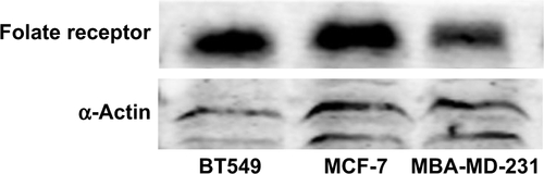 Figure S2 The protein expression of folate receptor in breast cancer cell lines BT549, MCF-7, and MBA-MD-231. α-Actin was used as a loading control.