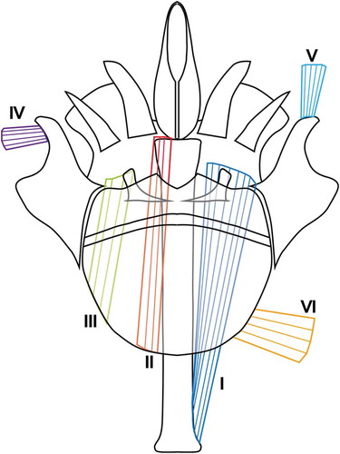 Figure 5. Musculature of the phallic structures. Same diagram of cuticular parts as in Figure 3 (ventral view). Muscles are indicated in distinct colors and numbered I to VI [Citation18]. These muscles are bilateral. For sake of clarity, muscles are shown either on the left or on the right side of the diagram. See Table 1 for muscles description.