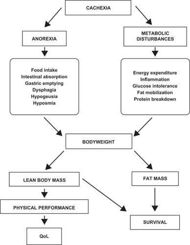 Figure 2 Cachexia endpoints. The monitoring of cachexia is a key issue during therapy. Different parameters in relation with anorexia and metabolic disturbances should be taken into consideration. Although bodyweight is the most important endpoint, body composition, physical performance and survival, which reflect the impact of the treatment, should also be taken into consideration and analyzed.Abbreviation: QoL, quality of life.