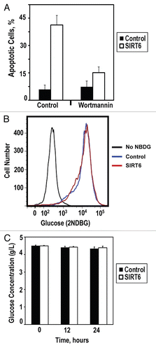 Figure 4 SIRT6 induces apoptosis in cancer cells via ATM pathway. (A) Cancer cells were pretreated with DMSO or ATM inhibitor wortmannin prior to transfection with the SIRT6-encoding vector or a control plasmid. Pretreatment with ATM inhibitor attenuated SIRT6-mediated apoptosis. (B) Glucose intake was measured in cancer cells. Transfection with SIRT6-encoding vector did not alter the kinetics of glucose intake compared to control. (C) Glucose depletion from the media was measured in cancer cells transfected with the SIRT6-encoding vector or a control plasmid. No significant changes were observed within 24 h of transfection. Experiments were repeated three times, and error bars show SD.