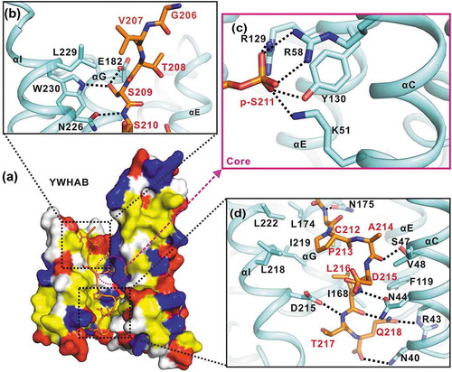 Figure 3. The interaction interface between YWHAB and the p-S211-peptide. (a) A combined surface and stick representation showing the interaction interface between YWHAB and the p-S211-peptide. The p-S211-peptide is in the stick representation (colored in orange) and YWHAB is in the surface representation. In this surface drawing, the hydrophobic, positively charged, negatively charged residues and the rest of the residues are colored in yellow, blue, red and white, respectively. The upper and lower interaction sites are highlighted by dashed boxes. (b-d) A combined ribbon-and-stick model illustrates the interaction interface between YWHAB and the p-S211-peptide. In this drawing, YWHAB and the p-S211-peptide are colored following the color patterns of Figure 1(b) and the sidechains of the residues involved in the interaction interface are shown as sticks. Hydrogen bonds and salt bridges are indicated by dashed lines.