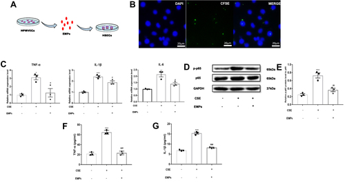 Figure 2 Effect of endothelial microparticles (EMPs) on cigarette smoke extract (CSE) induced inflammation in human bronchial epithelium cells (HBECs). (A) Treating diagram of EMPs from human pulmonary microvascular endothelial cells (HPMVECs) on HBECs; (B) Representative images of CFSE‐labeled EMPs merging with HBECs (green: CFSE; blue: DAPI), scale bar: 20µm; (C) Levels of TNF-α, IL-1β, and IL-6 mRNA in HBECs with RT-qPCR; (D) Western blotting analyses of NF-κB p65 and phosphorylated-NF-κB p65 (p-p65) in HBECs; (E) Statistical analysis for relative p-p65 protein level in HBECs; (F) Levels of TNF-α in the cell supernatant of HBECs with ELISA. (G) Levels of IL-1β in the cell supernatant of HBECs with ELISA. Data are presented as the mean ± SEM. *p<0.05 in comparison with control group, **p<0.01 in comparison with control group, ***p<0.001 in comparison with control group, #p<0.05 in comparison with CSE group, ##p<0.01 in comparison with CSE group, ###p<0.001 in comparison with CSE group.