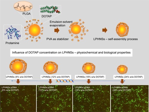 Figure 1 Schematic diagram of LPHNS nanoparticles as gene-delivery vectors.Notes: LPHNSs that consisted of DOTAP-protamine-PLGA for efficient gene delivery were fabricated by emulsion-solvent evaporation with a self-assembly process. The superior cationic charges of LPHNSs assisted to form a complex with pDNA and enhance condensation ability, which facilitated the higher cellular uptake and intracellular release of pDNA. The scale represents 100 µm.Abbreviations: LPHNS, lipid–polymer hybrid nanosphere; pDNA, plasmid DNA; PLGA, poly(d,l-lactic-co-glycolic acid); DOTAP, 1,2-di-(9Z-octadecenoyl)-3-trimethylammonium-propane (chloride salt); PVA, polyvinyl alcohol; w/w, weight/weight.