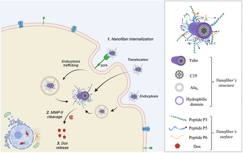 Figure 20 Representation of the hypothesized mechanism of the NF-Dox internalization and activity against TNBC (on the left), showing the different pathways which lead to the intracellular release of NF-Dox. On the right, the structure of the nanofiber with indicated all the moieties on the surface. The figure was created with Biorender.com (License: Academic Individual Plan x 3yrs (Feb 27, 2023 – Feb 27, 2026).