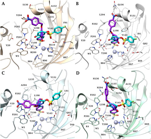 Figure 5. Predicted binding mode of 5c (purple) and 7f (cyan) within A) CA I, B) CA II, C) CA IX and D) CA XII active site.