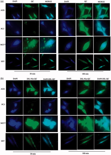 Figure 10. Cellular uptake images of AGS, PC3, MCF7 and HFF cells, incubated with (a) free QC and (b) DIL-Nio-QC for 30 min and 180 min. DAPI (blue) and QC (green).
