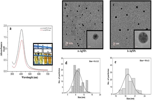 Figure 1 Synthesis and characterization of AgNPs. (A) UV-Visible spectra analysis confirming the synthesis of AgNPs. Inset showing test tubes after the formation of AgNPs at different concentration of silver nitrate solution. (B, C) TEM images of ss-AgNPs and ls-AgNPs, respectively. (D, E) Particle size distribution histogram of AgNPs determined using TEM images.