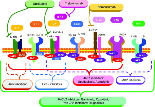 Figure 2. Cytokine pathways in atopic dermatitis pathogenesis and molecular-targeted therapies. Note that JAK2-, JAK3-, and Tyk2-specific inhibitors whose coverages are indicated by dashed lines are not approved for AD treatment.