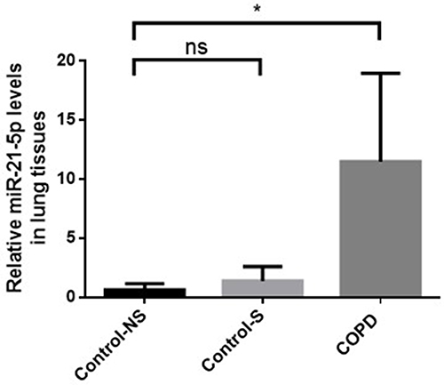 Figure 1 Enhanced miR-21 expression in lung tissue of COPD patients. Assessment of MiR-21 via qRT-PCR across groups: Con-NS (non-smokers, no COPD) (n =5), Con-S (smokers, no COPD) (n =7), and COPD (patients with COPD) (n =7). Data represent mean ± standard deviation. Statistical thresholds: *P < 0.05, (via one-way ANOVA).