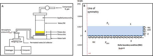 Figure 1. (a) A schematic of experimental setup for oil and water permeability measurement for potato discs. (b) Boundary conditions for Darcy’s law equation and structural displacement (P1 = applied pressure, Patm = atmospheric pressure).