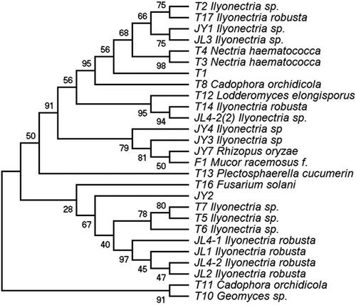 Figure 2. Phylogenetic tree based on neighbor-joining analysis of the rDNA internal transcribed spacer sequences of the endophytic fungi obtained from Panax ginseng.