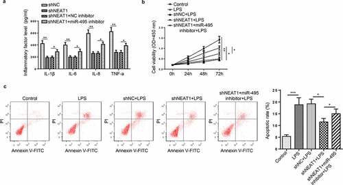 Figure 4. NEAT1 promotes OME progression by targeting miR-495 in HMEECs