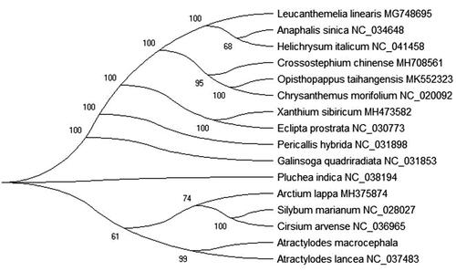 Figure 1 Maximum-likelihood phylogenetic tree based on the complete chloroplast genome sequences of 17 the family Compositae plant species. Bootstrap support values based on 2,000 replicates are shown next to the nodes for each branch.
