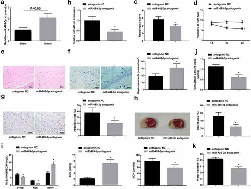 Figure 2. Down-regulating miR-489-3p inhibits neuronal apoptosis and improves neurological function of tMCAO mice. A. miR-489-3p expression in mice; B. miR-489-3p interference in mice; C. neurological deficit score; D. behavior test results; E. H&E staining; F. Nissl staining tested neuron loss; G. TUNEL staining tested neuronal apoptosis; H. TTC staining tested infarct area; I. serum levels of S100B, NSE, BDNF, SOD and MDA; J. hemoglobin content in mice; K. brain water content in mice. The data were all measurement data, in the form of mean ± standard deviation; * P < 0.05 vs. the antagomir NC group.