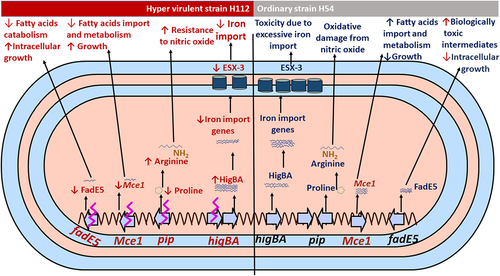 Figure 4. Proposed mechanisms of hyper-virulence in the clinical strain H112 compared to low-virulent strain H54.
