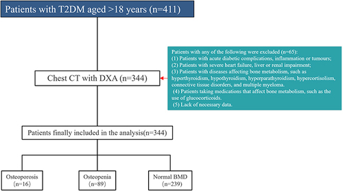 Figure 1 Patient inclusion/exclusion flow chart. Between August 2021 and January 2022, we recruited 411 cases of T2DM among individuals admitted to our Orthopedic and Endocrine Departments. The diagnosis of type 2 diabetes is determined based on the diagnostic criteria set by the American Diabetes Association. Inclusion criteria: (1) Age ≥18 years and type 2 diabetes mellitus; (2) Chest CT and DXA performed at our hospital. Exclusion criteria: (1) Patients with acute diabetic complications, inflammation or tumors; (2) Patients with severe heart failure, liver or renal impairment; (3) Patients with diseases affecting bone metabolism, such as hyperthyroidism, hypothyroidism, hyperparathyroidism, hypercortisolism, connective tissue disorders, and multiple myeloma. (4) Patients taking medications that affect bone metabolism, such as the use of glucocorticoids. (5) Lack of necessary data. A total of 344 patients were eventually included in the study.