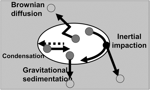 Figure 2. FPs removal mechanisms in the bubble.