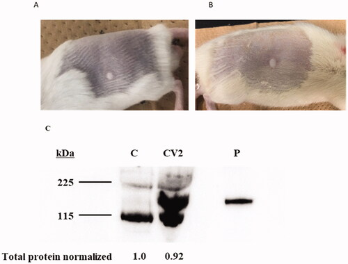 Figure 1. Skin conditions and S protein expression after pVAX-SARS-CoV2-co injection using Pyro-drive jet injector. (A) A wheal on the back of the rat immediately after a 20 μL injection using PJI. (B) A wheal on a rat back immediately after a 50 μL injection by PJI. (C) The protein expression of SARS-CoV-2 spike glycoprotein in a rat. C: control, CV2: pVAX-SARS-CoV-2-co plasmid injection by Pyro-drive Jet Injector, P: recombinant S1 + S2 protein positive control (0.5 μg/lane) (the predicted molecular weight was 134.36 kDa.).