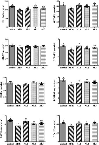 Figure 5. Effects of lycopene on hepatic antioxidant capacity in AFB1-exposed broiler chickens. Data are represented as mean ± SEM. Different letters above bars are significantly different (P < .05). AFB1, aflatoxin B1; Control, basal diet; AFB1, basal diet with 100 μg/kg AFB1; AL1, basal diet with 100 μg/kg AFB1 and 100 mg/kg lycopene; AL2, basal diet with 100 μg/kg AFB1 and 200 mg/kg lycopene; AL3, basal diet with 100 μg/kg AFB1 and 400 mg/kg lycopene. GSH, reduced glutathione; GST, glutathione-s-transferase; GR, glutathione reductase; GCL, glutamine-cysteine ligase; GS, glutathione synthase; T-SOD, total superoxide dismutase; CAT, catalase; GPx, glutathione peroxidase.