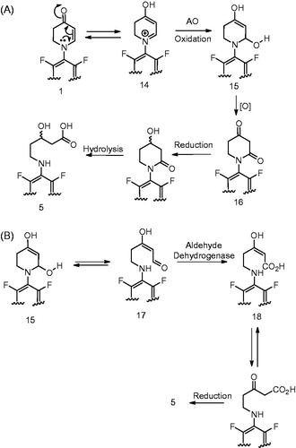 Figure 8. (A) Formation of metabolite 5 (Meng et al., Citation2015). (B) Alternative mechanism for the formation of 5 from intermediate 15.