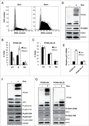 Figure 2. PCNA-Ub expression activates cell-cycle checkpoints. (A) PCNA-Ub expression arrested cells at S-phase. Dox-induced expression of ectopic PCNA-Ub was subject to flow cytometry. (B,C) Statistical analysis of flow cytometric data for PCNA-Ub (B) and PCNA-UbΔG (C). The results are the average of at least 3 independent experiments with standard deviations. (D) PCNA-Ub activates CDK2. After PCNA-Ub expression total CDK2 and the phosphorylated CDK2 (P-CDK2) levels were determined by WB while COXIV serves as an internal control. (E) Comparison of p21 expression by real-time RT-PCR upon PCNA-Ub or PCNA-UbΔG expression. (F) Examination of p53 phosphorylation patterns upon PCNA-Ub expression. Cellular HSP90 serves as an internal control. Note that the total p53 protein level was not altered with PCNA-Ub expression. (G) Expression of PCNA-Ub activates Chk1 and Chk2. Upon induction of PCNA-Ub, the Chk1 and Chk2 phosphorylation levels were elevated while total Chk1 and Chk2 levels remained. The expression of PCNA-UbΔG serves as an experimental control and the cellular actin level as an internal control.