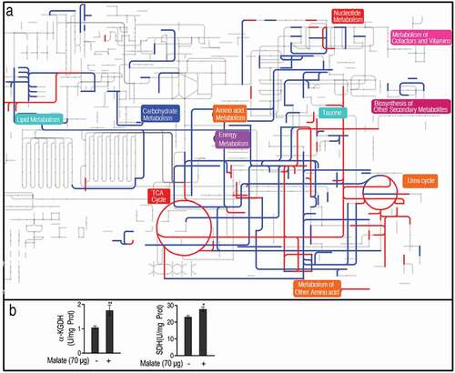 Figure 4. Comparative metabolic pathway analysis. (a) Analysis of the metabolic profiles resulting from D. rerio injected by 70 μg malic acid provides a better insight into the effects of 90 significant metabolites (p < 0.01). Based on the KEGG compound (http://www.kegg.jp/kegg/compound/), metabolic network pathways in D. rerio are further analyzed with iPath2.0 (http://pathways.embl.de/iPath2.cgi). Red and blue lines represent increase and decrease in the malic acid group, respectively. (b) The activity of a-ketoglutaric dehydrogenase (KGDH) and succinate dehydrogenase (SDH). Twenty zebrafish spleens were collected in each group. Five were pooled as a sample, yielding four biological repeats for analysis of enzyme activity. Samples were collected in 24 h after the injection of malate for 3 days. Results (b) are displayed as mean ± SEM, and significant differences are identified (*p < 0.05, **p < 0.01) as determined by two-tailed Student’s t-test