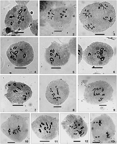 Figures 1–13 Meiotic chromosome numbers and their behaviour during meiosis in the two varieties. (1–8) Var. diversifolia: (1, 2) PMCs showing n = 8 with two large bivalents (arrowed) at diakinesis and metaphase-I; (3) a PMC showing 8:8:8:8 daughter chromosomes distributions at four poles of anaphase-II; (4) a PMC with 6II+1IV (chain) at diakinesis (arrowed); (5) a PMC with 6II+1IV (ring) at metaphase-I (arrowed); (6) a PMC with 4II+2IV (two zigzag rings, arrowed); (7) PMC with 7II+2I (arrowed); (8) late disjunction of one bivalent at anaphase-I (arrowed). (9–13) Var. parnassifolia: (9, 10) PMCs showing n = 8 at diakinesis and metaphase-I; (11) a PMC with 7II+2I (arrowed); (12) a PMC with 6II+4I (arrowed); (13) a PMC with laggards at anaphase-I (arrowed). Scale bar = 10 μm.
