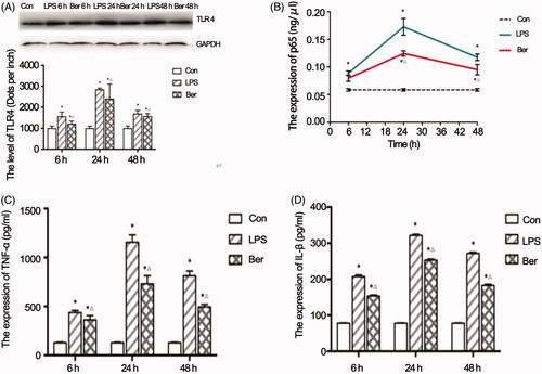 Figure 3. Effects of berberine on key effectors of the TLR4/NF-κB signalling pathway. (A) TLR4 protein expression in the myocardial tissue and quantitation. (B) Nuclear p65 protein expression in the rat sepsis cardiomyopathy model measured by ELISA. Effects of berberine on TNFα (C) and IL 1β (D) levels in the myocardial tissue. *p < 0.001 indicates significance in comparison with the Con group. △p < 0.001 indicates significance in comparison with the LPS group.