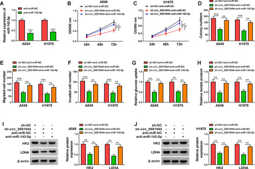 Figure 4 Circ_0001944 adsorbed miR-142-5p to regulate proliferation, migration, invasion, and glycolysis of NSCLC cells. (A) Expression level of miR-142-5p in A549 and H1975 cells transfected with anti-miR-142-5p or anti-miR-NC was analyzed by qRT-PCR. (B-J) A549 and H1975 cells were transfected with sh-NC+anti-miR-NC, sh-circ_0001944+anti-miR-NC, or sh-circ_0001944+anti-miR-142-5p. (B-F) Analysis of proliferation, migration, and invasion of A549 and H1975 cells by MTT, colony formation, and transwell assays. (G and H) Evaluation of glucose uptake and lactate production in A549 and H1975 cells using an automatic biochemical analyzer. (I and J) Protein levels of HK2 and LDHA in A549 and H1975 cells were measured by Western blotting. *P < 0.05, **P < 0.01, and ***P < 0.001.