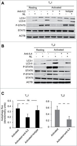 Figure 4. Common γ-chain cytokine signaling contributes to activation-induced autophagy in T-helper cells. (A and B) TH1 and TH2 cells were activated with plate-bound anti-CD3 (0.4 µg/ml) and soluble anti-CD28 (0.5 µg/ml) antibodies for 16 to 18 h in the presence or absence of cytokine-neutralizing monoclonal antibodies for IL2 (30 µg/mL) or IL4 (100 µg/mL), respectively. Autophagy flux was assessed on whole cell lysates by immunoblot. Inhibition of Y694 phosphorylation of STAT5 or Y641 phosphorylation of STAT6 were used to control for the neutralizing activity of the anti-IL2 and anti-IL4 antibodies. (C) Bar graph indicates mean+SEM autophagy flux induction of 4 (TH1) or 3 (TH2) independent experiments (ANOVA with Tukey post-hoc test; **, P < 0.01; ns, not statistically significant).