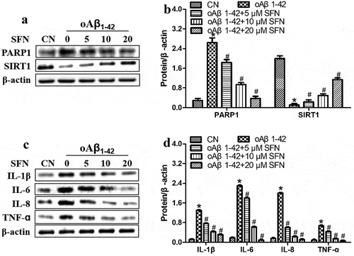 Figure 6. Sulforaphane (SFN) antagonized the effects of oligomeric Aβ1-42 (oAβ1-42) on expression of PARP1, SIRT1 and pro-inflammatory cytokines in ARPE-19 cells. Cells were treated for 24 h with 10 μM of oAβ1-42 and different concentrations of sulforaphane. Levels of (a-b) PARP1 and SIRT1 as well as (c-d) pro-inflammatory cytokines in total cell lysates. *P < 0.05, compared to control group (CN); #P < 0.05, compared to oAβ1-42 group