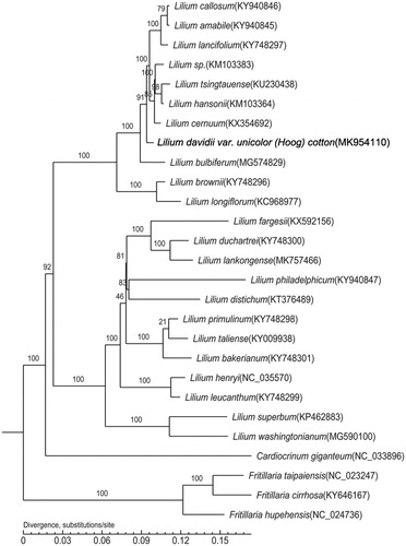 Figure 1. A phylogenetic tree of the Lilium species based on the completed chloroplast genomes of 23 species and 4 outgroup species. we downloaded all the other sequences from NCBI GenBank.