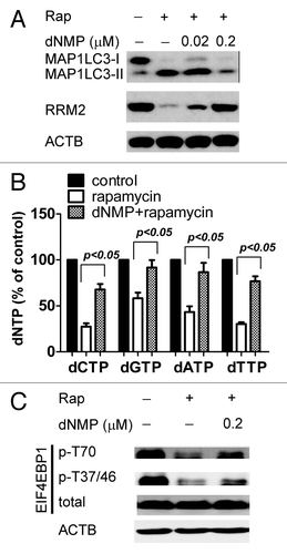 Figure 4. Exogenous supplementation of dNTPs attenuates autophagy induced by rapamycin. (A) Elevated levels of dNTPs rescued the RRM2 level in response to rapamycin. KB cells were treated with rapamycin (Rap 10 μM) for 24 h, with or without dNMPs (0.02–0.2 μM) pretreatment for 30 min, and then whole-cell lysates were subjected to western blot analysis to assess the expression of MAP1LC3 and RRM2. ACTB was used as an internal control to ensure that equal amounts of proteins were loaded in each lane. (B) Incubation with dNMP increased dNTP pool levels in KB cells in the presence of rapamycin. KB cells were treated with rapamycin (10 μM) for 24 h, with or without dNMPs (0.2 μM) pretreatment for 30 min. Cells were then harvested for the dNTP pool assay. Data represents means ± SD of 3 independent experiments, P represents significant differences between conditions where P < 0.05. (C) dNMP supplements partially reversed phosphorylation of EIF4EBP1 by rapamycin. KB cells were treated with rapamycin (rap 10 μM) for 24 h, with or without dNMPs (0.2 μM) pretreatment for 30 min, and whole-cell lysates were subjected to western blot analysis to assess the expression of Phospho-EIF4EBP1, Thr70 (p-EIF4EBP1, Thr70), Phospho-EIF4EBP1, Thr37 and Thr46 (p-EIF4EBP1, Thr37 and Thr46), and total EIF4EBP1. ACTB was used as an internal control to ensure that equal amounts of proteins were loaded in each lane.