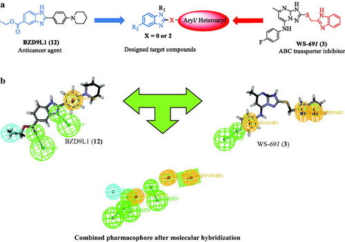 Figure 4. (a) Schematic illustration of the proposed target compounds scaffolds based on the chemical structures of the benzimidazole based inhibitor BZD9L1 (12) as a potent anticancer agent and WS-691 (3) as ABCB1 inhibitor. (b) Molecular hybridisation and ligand based pharmacophore generation based on the essential features in anticancer BZD9L1 (12) and ABCB1 inhibitor WS-691 (3) as reported. The green colour indicated H-bond acceptor feature, Cyan colour indicates hydrophobic feature and orange colour indicates ring aromatic feature.