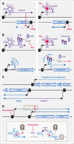 Figure 2. Novel RNA-mediated regulations of L. monocytogenes gene expression. (A) Control of AsPocR by a B12 riboswitch, adapted from Cossart and Lebreton.Citation103 (Left) In absence of B12, full-length AspocR is produced and inhibits pocR expression. (Right) In presence of B12, the transcription of AsPocR is terminated prematurely by the B12 riboswitch (RS), and transcription of pocR is allowed, provided that propanediol (PDO) is also present in the medium. (B) Sequestration of an antiterminator by a B12 riboswitch, inspired from Mellin et al.Citation75 In presence of Ethanolamine (Ea), the antiterminator EutV is phosphorylated by EutW and activated. (Left) In absence of B12, full-length Rli55 is produced and sequesters active EutV. The transcription of eut genes is prevented by early termination at the ANTAR elements. (Right) In presence of B12, the transcription of Rli55 is terminated prematurely by the B12 riboswitch. Free phosphorylated EutV dimers can then bind the ANTAR element and mediate antitermination, allowing the expression of eut genes. (C) The mogR-fli locus excludon, adapted from Cossart and Lebreton.Citation103 mogR is encompassed by 2 transcripts. In the longest one, the 5′-UTR of upstream of MogR coding sequence also acts as an antisense RNA, Anti0677, overlapping the fli operon. The two divergent transcriptional units encode proteins of opposite functions: MogR is a transcriptional repressor of flagellum genes, whereas Fli proteins participate in the flagellum export apparatus. (D) Rli27 allows the intracellular-specific translation of an alternative transcript, inspired from Quereda et al.Citation94 Extracellular bacteria express mainly lmo0514-lmo0515 from the constitutive P1 promoter. An alternative, long mRNA is produced in low amounts from P2, but ribosomes cannot access the Shine-Dalgarno sequence (SD). In cells, the P2 promoter is activated, and Rli27 is expressed. Base-pairing of Rli27 with the 5′-UTR of the long transcript allows ribosome binding and translation to proceed.