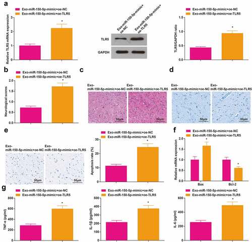 Figure 6. Elevated TLR5 inhibits the therapeutic effect of exosomal miR-150-5p from BMSCs on cerebral I/R injury. A, TLR5 level in rat brain tissue after injection with Exo- miR-150-5p-mimic + oe-TLR5 was detected by RT-qPCR and Western blot assay; B, the neurological function score in MCAO rats after injection with Exo-miR-150-5p-mimic + oe-TLR5; C, the pathological damage in rat brain (scale bar = 50 μm) after injection with Exo-miR-150-5p-mimic + oe-TLR5 was examined by HE staining; D, the pathological damage in rat brain (scale bar = 50 μm) after injection with Exo-miR-150-5p-mimic + oe-TLR5 was detected by Nissl staining; E, cell apoptosis in rat brain tissue (scale bar = 50 μm) after injection with Exo -miR-150-5p-mimic + oe-TLR5 was assessed by TUNEL staining; F, the levels of Bax and Bcl-2 mRNA in rat brain tissue after injection with Exo-miR-150-5p-mimic + oe-TLR5 were examined by RT-qPCR; G, the levels of inflammatory factors (TNF-α, IL-1β, IL-6) in rat brain was after injection with Exo -miR-150-5p-mimic + oe-TLR5 were detected by ELISA; A-G, n = 6; * P < 0.05 vs. the Exo-miR-150-5p + mimic + oe-NC group; the data were expressed as mean ± standard deviation, the t-test was used for the comparison between two groups.