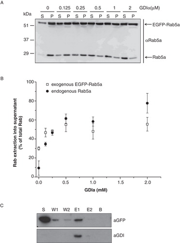 Figure 3. Validation of EGFP-Rab:GDI complex formation. (A) Exemplary Western blot of extraction of endogeneous Rab5a and overexpressed EGFP-Rab5a with increasing amounts of GDIα (0–2 μM) from HEK293A membrane fractions showing the supernatant (S) and membrane (P) fractions, probed with αRab5a antibody. (B) Quantification of extraction by densitometry. (C) EGFP-Rab1a:GDIβ co-precipitation. After EGFP-Rab1a extraction from HEK293A membrane fraction with 1 μM GDIβ, his-tagged GDIβ was affinity purified using NiNTA beads. (S, Supernatant of beads; W1/W2, Wash fractions using 250 μl elution buffer; E1/E2, Elution fractions using 250 μl elution buffer containing 200 mM imidazole; B, beads).