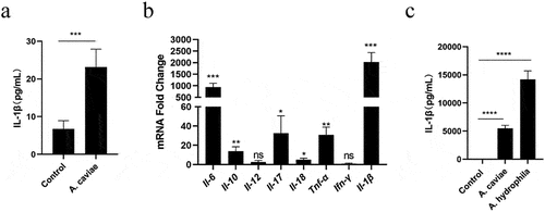 Figure 1. Effects of A. caviae infection on IL-1β secretion. (a) Mice were infected with A. cavaie by gavage at a dose of 8 × 109 CFU/mice once a week for 2 weeks and the IL-1β levels in serum from healthy individuals (n = 5) and A. caviae infection mice (n = 5) were measured by ELISA. (b) PMs were inoculated with A. caviae (MOI = 40) for 12 h and the transcript levels of cytokines were determined by qPCR. Differences represented between the A. caviae infection group and unstimulated control group. (c) the IL-1β levels in the culturing supernatant from PMs inoculated with A. caviae at MOI of 40 for 12 h was detected by ELISA. A. hydrophila stimulation (MOI = 1 and 12 h) was set as the positive control.