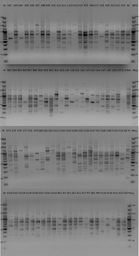 Fig. 2. RAPD profiles of the 90 Ditylenchus dipsaci populations isolated from garlic, one population from onion and one population of D. destructor.