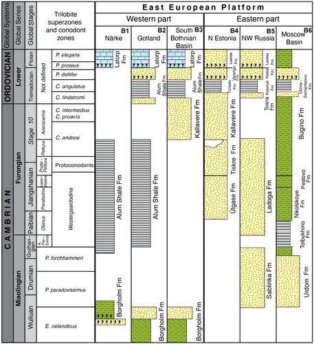 Figure 2. A simplified correlation chart of the Miaolingian-Lower Ordovician in the southern Baltic Basin and the East Baltic area. Yellow – sandstones, green – silt and shales, grey – dark shales and blue – limestones. See Fig. 1 for a location of the investigated sections (A1–A6). Abbreviations: C. = Cordylodus, P. = Paltodus (conodonts); A. = Agnostus, E. = Eccaparadoxides, P. = Paradoxides (trilobites), Fm = Formation. Revised from various sources (see text for details). In the Baltic Basin, the base of the Miaolingian is drawn at the base of the Kybartai Formation, following Nielsen & Ahlberg (Citation2019). The stratigraphic chronology of the Ülkase and Tsitre Formations follows Meidla (Citation2017).