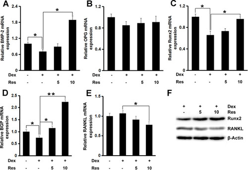 Figure 3 Effects of resveratrol on the dexamethasone-induced inhibition of osteoblastogenesis. mRNA expression of BMP-2 (A), OPG (B), Runx2 (C), BGP (D) and RANKL (E) in MC3T3-E1 cells was measured by a real-time RT-qPCR analysis. The protein expression of Runx2 and RANKL (F) was measured by Western blotting. Data are the mean ± SD, *p<0.05, **p<0.01.