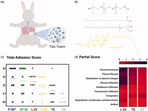 Figure 1. (a) Scheme of talc-foam pleurodesis in rabbit model. (b) Chemical structures of the surfactant present in each formulation: poloxamer (blue), stearic acid (green), laureth-23 (red) and polysorbate 80 (yellow). (c) Total adhesion score of each rabbit obtained from pleurodesis using the controls NS (light gray) and TS (dark gray), and the talc foams P407 (blue), ST-45 (green), L-23 (red) and P-80 (yellow).The dashed lines correspond to the average score over all rabbits tested for each formulation. (d) Heat map of partial scores achieved in rabbits treated with L-23, TS and NS.