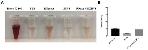 Figure 7 Visual observation (A) and hemolytic activity (B) of free RNase A, ZIF-8 and RNase A@ZIF-8 nanoparticles. The data were expressed as mean value ± SD.